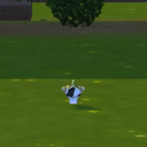 Cowplant Berry