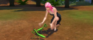 Insects Collection Mantis
