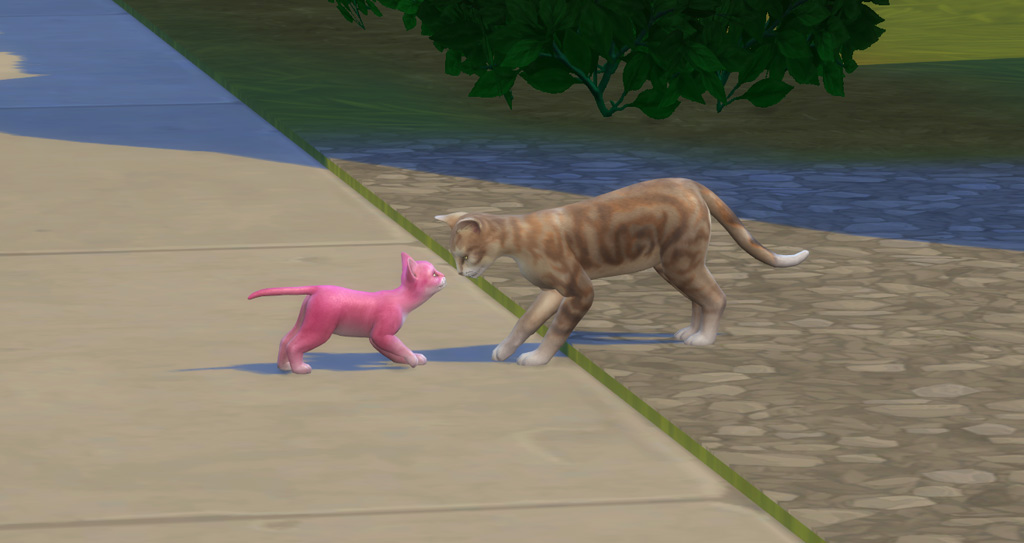 Kitten and an adult cat