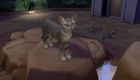 licence code for cats and dogs sims 4