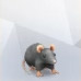 Rat